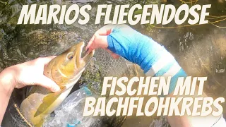 Marios Fliegendose - Fliegenfischen mit Bachflohkrebsen - MEGA Bachforelle