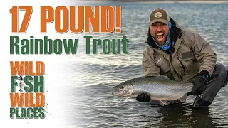 17 Pound Rainbow Trout