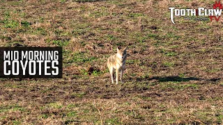 Mid Morning Coyotes - Coyote Hunting