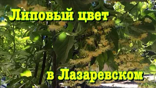 Сбор липового цвета. Лазаревское