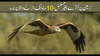 Common Bird: That can fly almost ten months without landing (urdu/hindi)