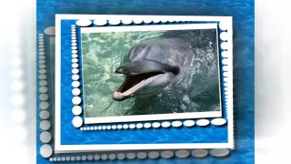 плыви дельфин