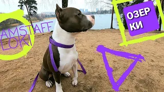 Амстафф 1 год | Одна Прогулка Со Стаффордом В Озерках | Amstaff | Staffy