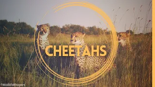 5 facts YOU DIDN'T KNOW about CHEETAHS! 🐆😱😱