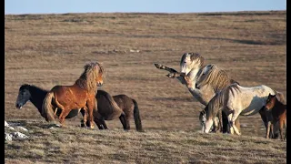 Wildhorses of South-East Europe - Spring fever