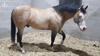 Visita a la Estación de Sementales "Foals R Us" en Whitesboro, Texas