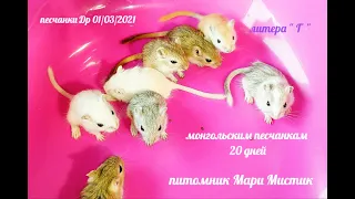 Подросли 9 малышей монгольской песчанки / Разные окрасы песчанок / питомник Мари Мистик /мышата мыши