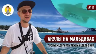 АКУЛЫ НА МАЛЬДИВАХ, ПРОБУЕМ ДОГНАТЬ АКУЛУ И ДЕЛЬФИНА