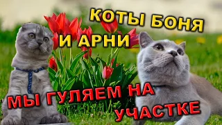 КОТЫ БОНЯ И АРНИ / МЫ ГУЛЯЕМ НА УЧАСТКЕ  😺😼🐾