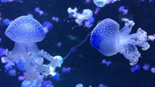 Loro Parque Jellyfish