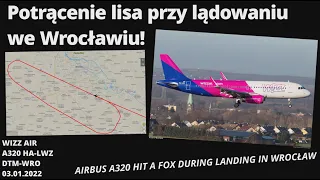 WIZZ A320 Potrącenie lisa na pasie we Wrocławiu, AIRBUS HIT A FOX ON LANDING IN WROCŁAW #ATCPolska