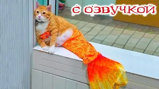 Приколы с котами! - С ОЗВУЧКОЙ! Самые Смешные КОТЫ! Смешные животные! ДО СЛЁЗ!