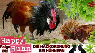 E202 Was ist eigentlich die Hackordnung bei Hühnern? HAPPY HUHN - Rangkämpfe und Sozialverhalten