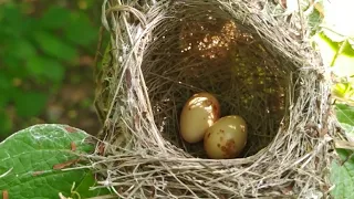 Caçando Ninho de Pássaros no Nordeste (Sabiá, xororó, galo campina e outros)