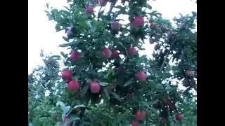 Pruning and Training Apple Trees