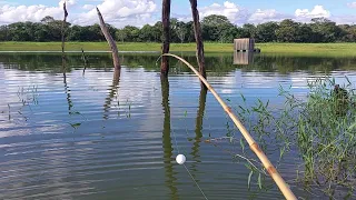 Pescaria Raiz no Rio marinheiro usando isca  viva traíra e Oscar no bambu