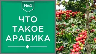 Арабика | Что такое кофе арабика и ее разновидности