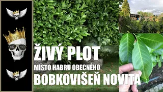 Žívý plot - Nechci habr obecný, ale bobkovišeň NOVITA | Prunus laurocerasus | Rekonstrukce 3.