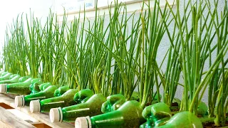 Great and Easy Way to Grow Onions at Home You Should Try It Now