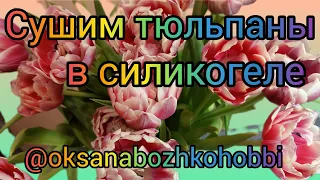 Сушка махровых тюльпанов в силикогеле. Как выглядят тюльпаны после сушки в силикогеле.