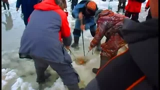 ЭТА РЫБА СОБРАЛА ВОКРУГ СЕБЯ ВСЕХ РЫБАКОВ на льду ПЕРВЫЙ ЛЁД 2017 2018 рыбалка видео ловли со льда