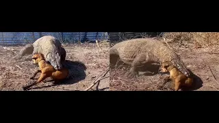 Baby goat swallowed alive by Komodo Dragon. The goat vocalizes inside it and kicks at 2:46