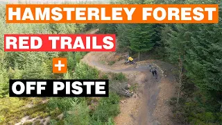 Hamsterley Forest - Red Route Trails + Off Piste Madness #mtb #bike #forest #downhill