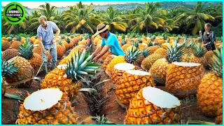 The Most Modern Agriculture Machines That Are At Another Level, How To Harvest Pineapples In Farm ▶4