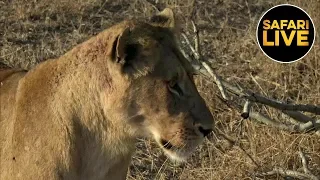 safariLIVE - Sunrise Safari - June 27, 2019