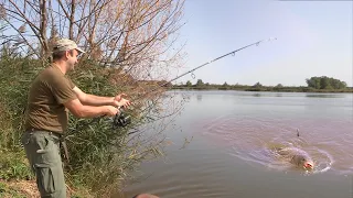 Pecanje šarana i štuke na jezeru Grabovo u Hrvatskoj | Fishing carp and pike on lake FULL VIDEO