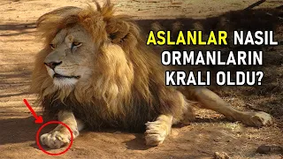 Allah Neden Aslanı Orman Kralı Yaptı ? Aslanlar Seni Şok Edecek.