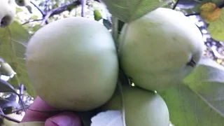 Большой урожай яблок секреты урожая-обильное плодоношение яблони.Яблоня сильно наклонилась от урожая