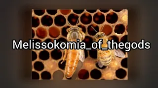 ψάχνοντας την βασίλισσα. αραγε την βρήκαμε; 🐝👑