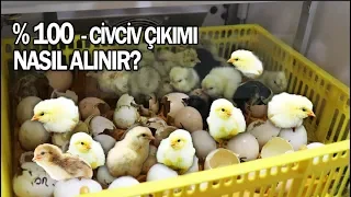 KULUÇKA MAKİNESİNDEN %100 ÇIKIM NASIL ALINIR ? (Puf Noktalar, İba Kuluçka Civciv Çıkımı)