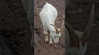 Коза - помесь русской породы с породой ламанча.