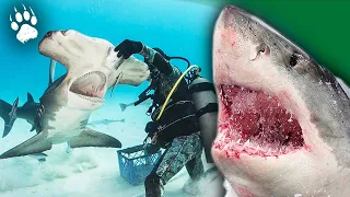 Diving Into Danger: The Thrilling World of Shark Feeding - FULL Documentary