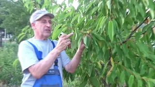 O metodă FOARTE BUNĂ pentru tăierile la cireș, în verde