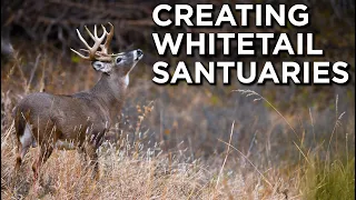 What Is A Deer Sanctuary?!? | Creating Defined Deer Bedding Areas