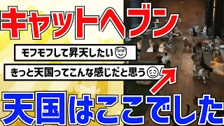 【2ch動物スレ】ネコの大量発生→ここは天国ですかｗｗｗｗｗｗ