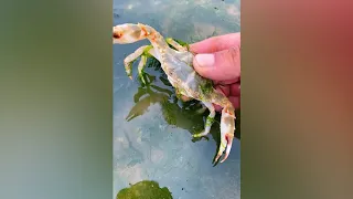 Catching Seafood 🦑🦀 Deep Sea Octopus (Catch Crab, Catch Fish,Catch Shark) - Tik Tok #21