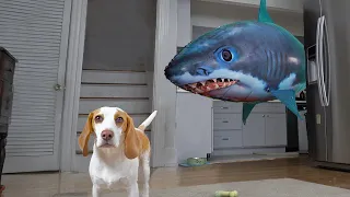 Puppy vs Shark Prank: Cute Puppy Indie Surprised by Giant Shark Attack!