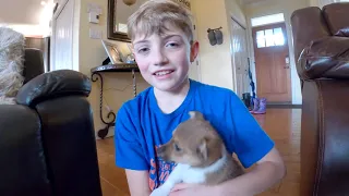 Surprising our kids with a new puppy!  Jack Russell / Long Hair Chihuahua