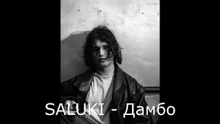 Saluki - Дамбо