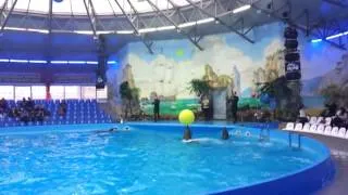 Amazing Dolphin tricks (part 1)