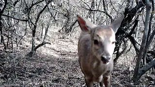 Íntimo: Corzuela Parda. Cámaras trampa en Córdoba Argentina.