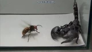 Versus! Hornet vs Scorpion, Tarantula, Praying Mantis