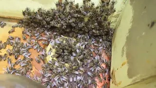 пчеловодство по новому - содержание пчел без осмотров пчеловодом, ответы на вопросы