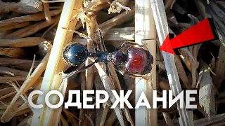 ВСЁ о Messor Barbarus / Содержание messor barbarus / Информация о messor barbarus