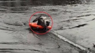 Он оказался в ловушке прямо посреди бурной воды. Но вдруг произошло невероятное ❗