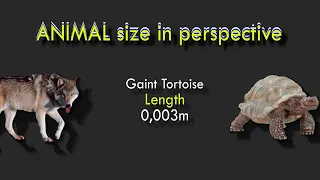 Animal Size Perspective and Comparison